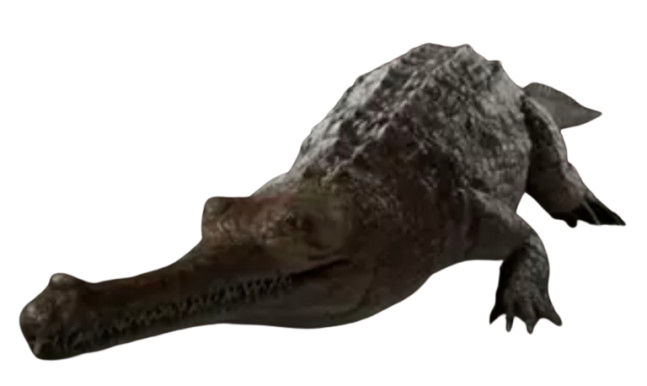 Indian Gavial